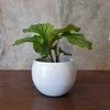 Calathea orbifolia
