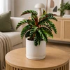Calathea Velvet Glory