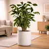Caryota (Fishtail palm)