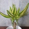 Caryota (Fishtail palm)