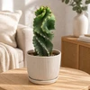 Cereus forbesii Spiralis