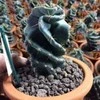 Cereus forbesii Spiralis