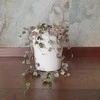 Ceropegia woodii VARIEGATA