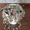 Ceropegia woodii VARIEGATA