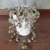 Ceropegia woodii VARIEGATA