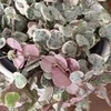Ceropegia woodii VARIEGATA