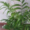 Chamaedorea elegans