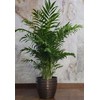 Chamaedorea elegans