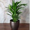 Chamaedorea elegans