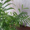 Chamaedorea elegans