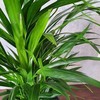 Chamaedorea elegans