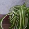 Chlorophytum comosum Bonnie
