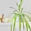 Chlorophytum Lemon