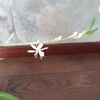 Chlorophytum Lemon
