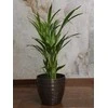 Chrysolidocarpus lutescens