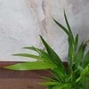 Chrysolidocarpus lutescens