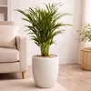 Chrysolidocarpus lutescens