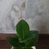 Clusia rosea Princess