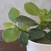 Clusia rosea Princess