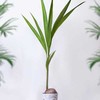 Coco nucifera