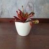 Codiaeum variegatum Mammi