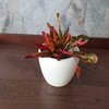 Codiaeum variegatum Mammi