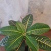 Codiaeum variegatum Petra
