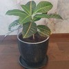 Codiaeum variegatum Petra