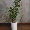 Coffea (Coffee plant)