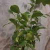 Coffea (Coffee plant)