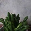 Crassula ovata Raudona Hoorn Tree