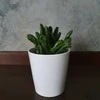 Crassula ovata Raudona Hoorn Tree