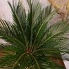 Cycas Revoluta