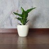 Dieffenbachia Žalias Magic