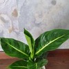 Dieffenbachia Žalias Magic