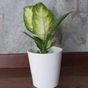 Dieffenbachia maculata Camilla