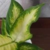 Dieffenbachia maculata Camilla