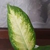 Dieffenbachia maculata Camilla