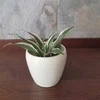 Dracaena Fragrans Baltas Jewel
