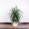 Dracaena marginata Magenta