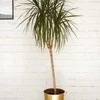 Dracaena marginata Magenta