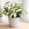 Dracaena surculosa Milky Way