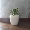 Dracaena surculosa Milky Way