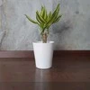Dracena wonna Geltona Coast