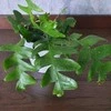 Epiphyllum chrysocardium