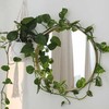 Epipremnum aureum