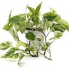 Epipremnum aureum