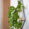 Epipremnum aureum