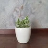 Epipremnum aureum Joy