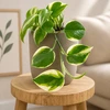 Epipremnum aureum Manjula Poonsin